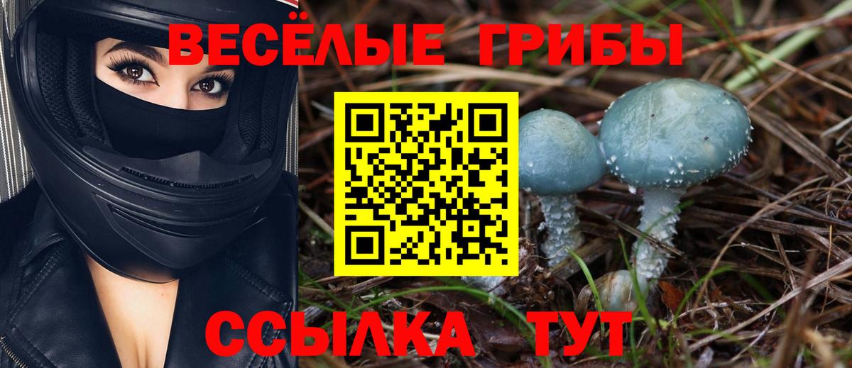 Галлюциногенные грибы Psilocybe  Вход с VPN  Грозный 