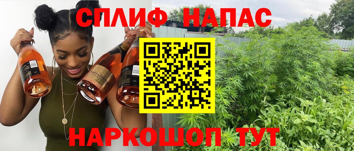 Конопля сатива Грозный